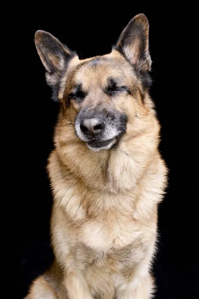Πορτρέτο Του Ένα Αξιολάτρευτο Γερμανικός Ποιμενικός Σκύλος Απομονώνονται Λευκό Φόντο — Φωτογραφία Αρχείου
