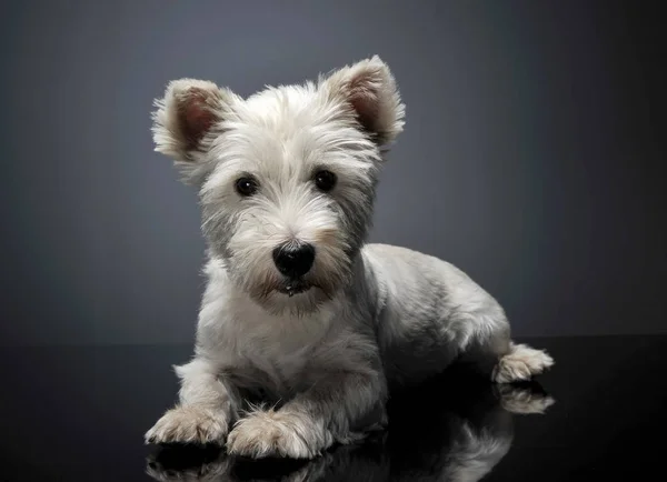 West Highland White Terrier Acostado Brillante Piso Del Estudio —  Fotos de Stock