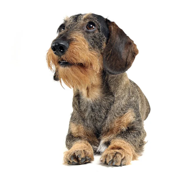 Dachshund Couché Dans Studio Photo Blanc — Photo