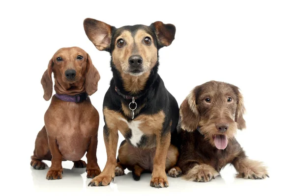 Estúdio Tiro Dois Adorável Dachshund Cão Raça Mista Sentado Fundo — Fotografia de Stock