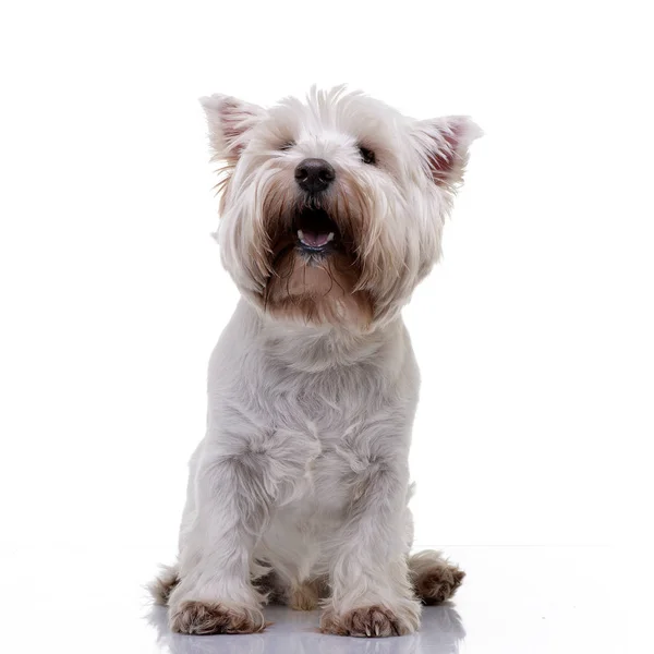 Estudio Adorable West Highland White Terrier Sentado Sobre Fondo Blanco —  Fotos de Stock