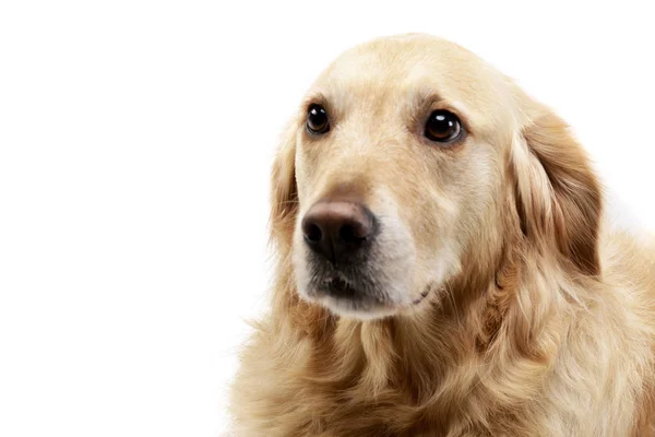 Portræt Yndig Blandet Race Hund Studie Skudt Isoleret Hvid - Stock-foto