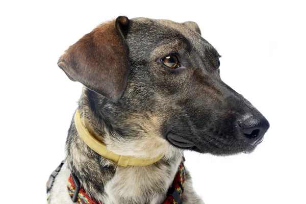Bir Çok Güzel Karışık Doğurmak Köpek Atış Stüdyo Portresi Üzerine — Stok fotoğraf