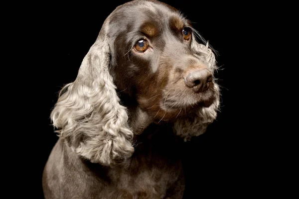 Portret Ładny Cocker Spaniel Angielski Studio Strzał Białym Czarnym Tle — Zdjęcie stockowe