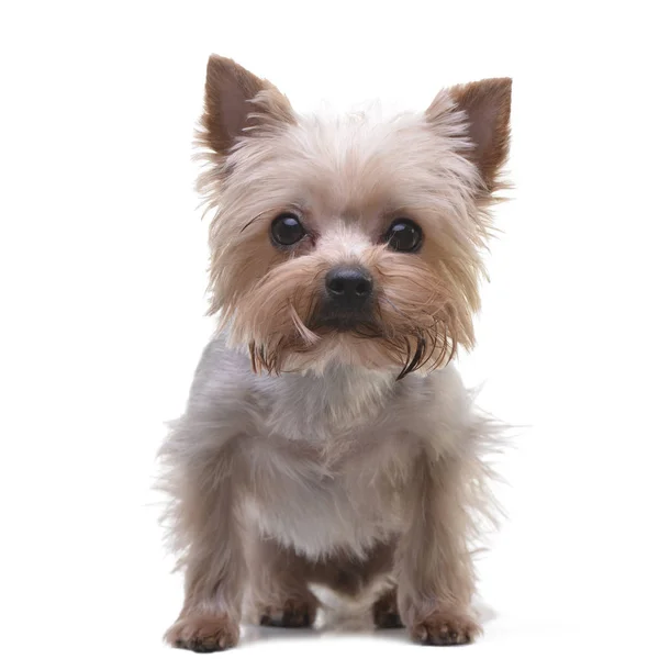 Studio Shot Adorable Yorkshire Terrier Sitting White Background — Stock Photo, Image