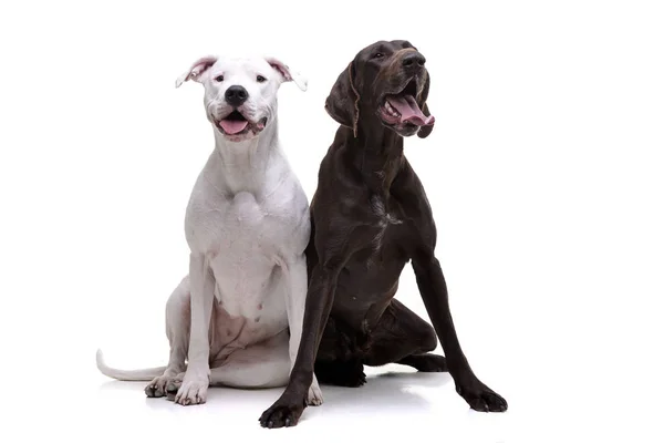 Estúdio Tiro Adorável Dogo Argentino Deutsch Kurzhaar Sentado Fundo Branco — Fotografia de Stock