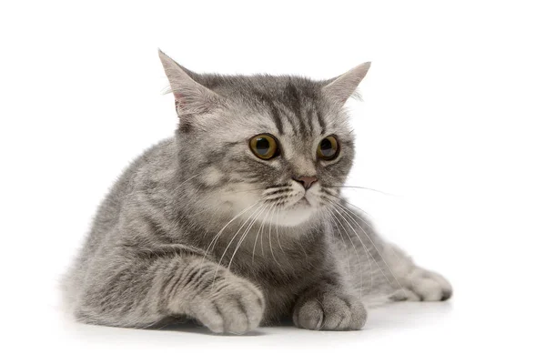 Studio Skott Bedårande Tabby Katt Liggande Vit Bakgrund — Stockfoto