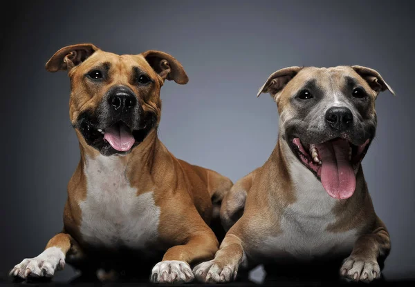 karanlık bir stüdyoda iki Staffordshire Terrier