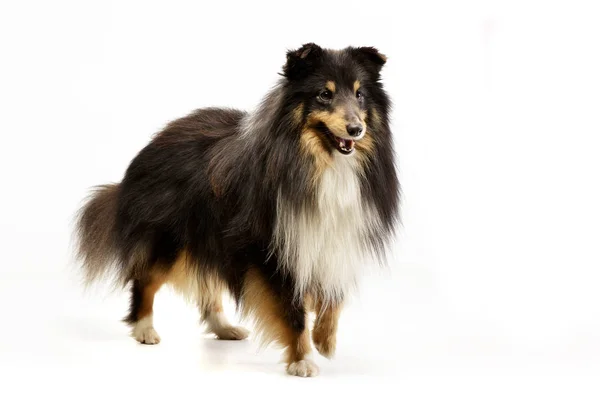 Studioaufnahme Eines Entzückenden Sheltie Der Auf Weißem Hintergrund Steht — Stockfoto