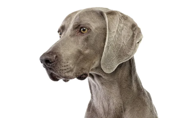 Porträt Eines Entzückenden Weimaraners Studioaufnahme Isoliert Auf Weiß — Stockfoto