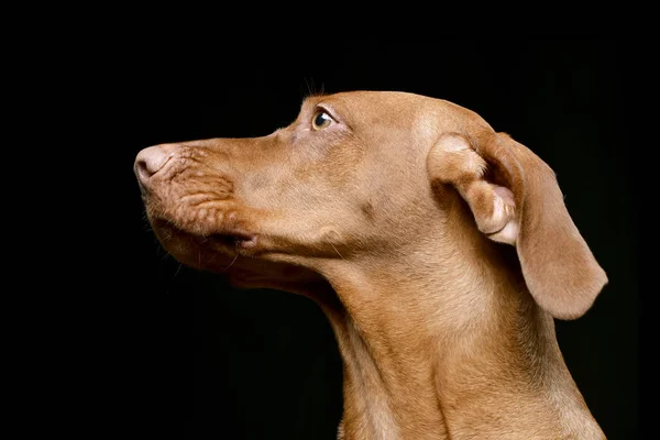 Portræt Yndig Ungarere Vizsla Magyar Vizsla Isoleret Sort Baggrund - Stock-foto