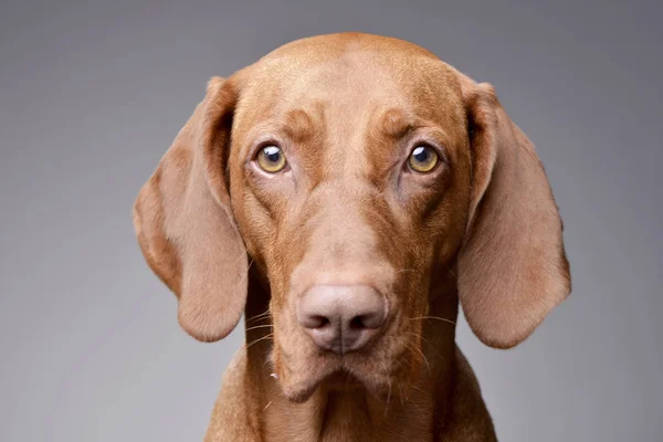 Portret Van Een Schattig Hongaarse Vizsla Magyar Vizsla Geïsoleerd Een — Stockfoto