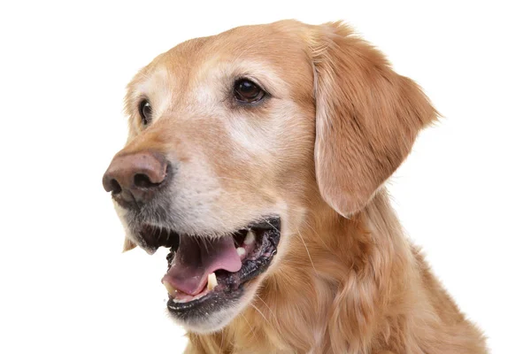 Πορτρέτο Του Ένα Αξιολάτρευτο Golden Retriever Που Απομονώνονται Λευκό Φόντο — Φωτογραφία Αρχείου