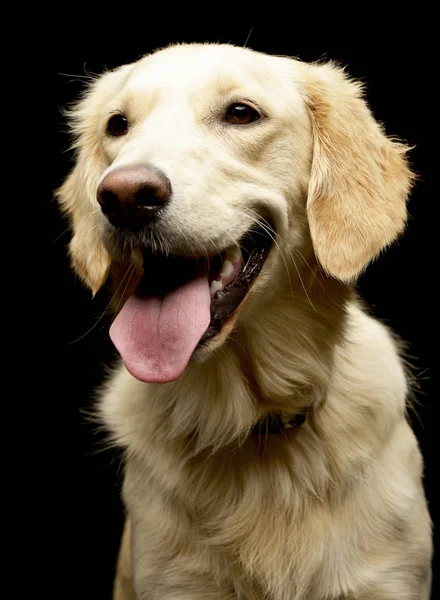 Porträt Eines Entzückenden Golden Retriever Welpen Studioaufnahme Isoliert Auf Schwarz — Stockfoto