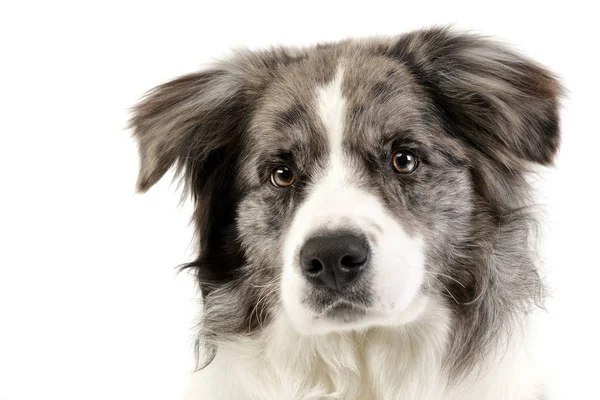 Portret Van Een Schattige Bordercollie Puppy Studio Opname Geïsoleerd Wit — Stockfoto