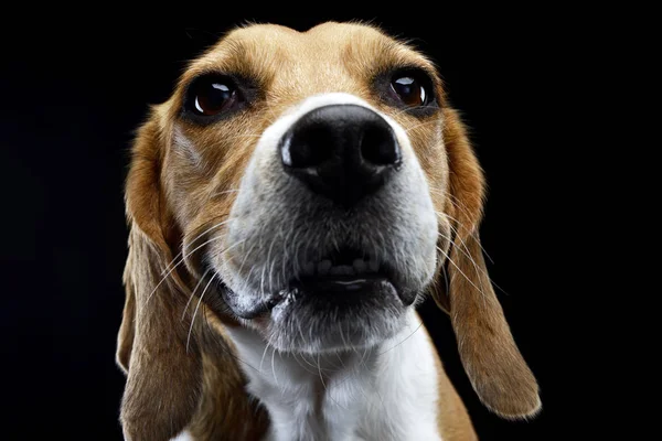 Retrato Adorable Beagle Plano Estudio Aislado Negro — Foto de Stock