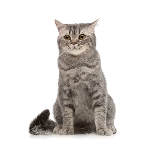 Studio Shot Adorable Tabby Cat Sitting White Background — Stock Photo, Image