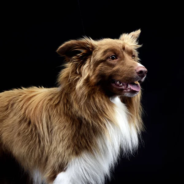 Bordercollie Fotoshoot Een Donkere Studio — Stockfoto