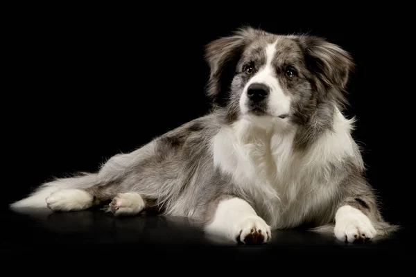 Studio Skott Söt Border Collie Valp Liggande Svart Bakgrund — Stockfoto