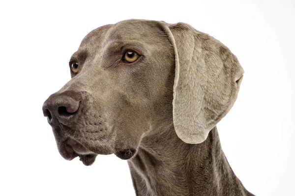 Porträt Eines Entzückenden Weimaraners Studioaufnahme Isoliert Auf Weiß — Stockfoto