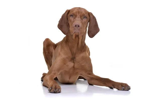 Estudio Una Adorable Vizsla Húngara Vizsla Magiar Tumbada Sobre Fondo —  Fotos de Stock