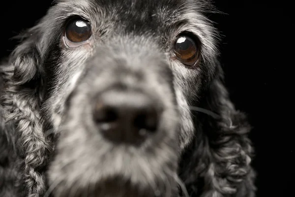 Portretul Unui Adorabil Englez Cocker Spaniel Filmat Studio Izolat Negru — Fotografie, imagine de stoc