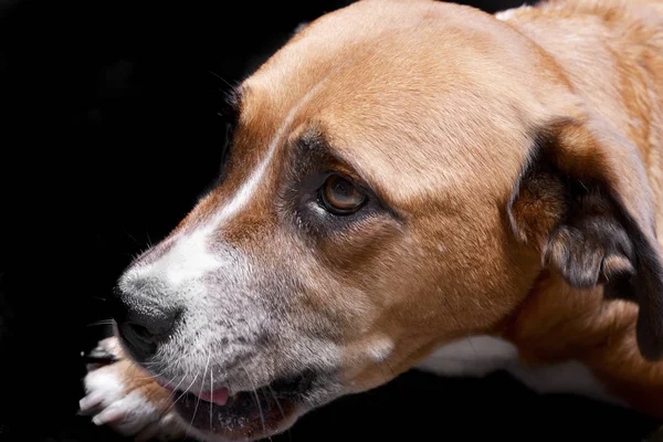 Retrato Adorable Staffordshire Terrier Plano Estudio Aislado Negro —  Fotos de Stock