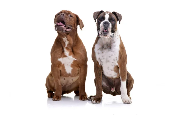 Estúdio Adorável Dogue Bordeaux Boxer Sentado Sobre Fundo Branco — Fotografia de Stock