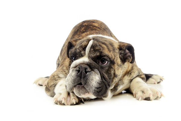 puppy bulldog relaxing in a white studio