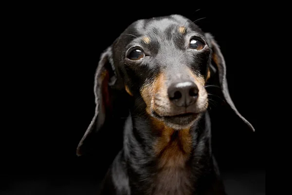 Portræt Yndig Gravhund Studie Skudt Isoleret Sort - Stock-foto