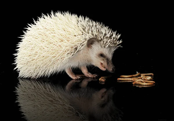 Africano Hedgehog Comer Vermes Mesa Preta — Fotografia de Stock