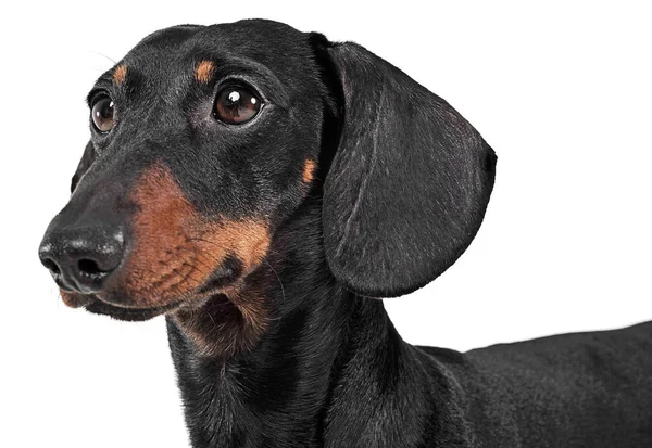 Dachshund Assistindo Fundo Branco Estúdio — Fotografia de Stock