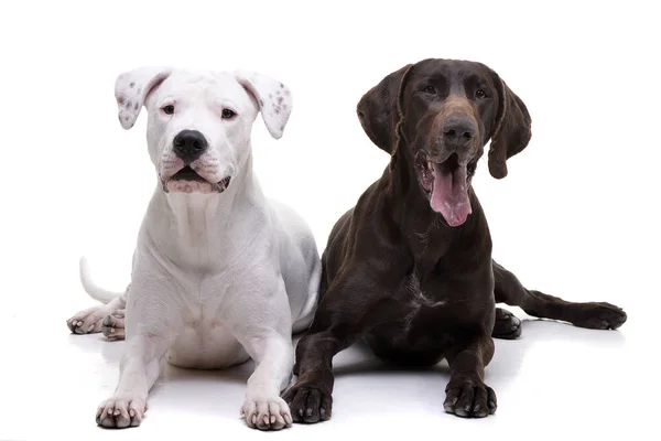 Estúdio Tiro Adorável Dogo Argentino Deutsch Kurzhaar Deitado Sobre Fundo — Fotografia de Stock