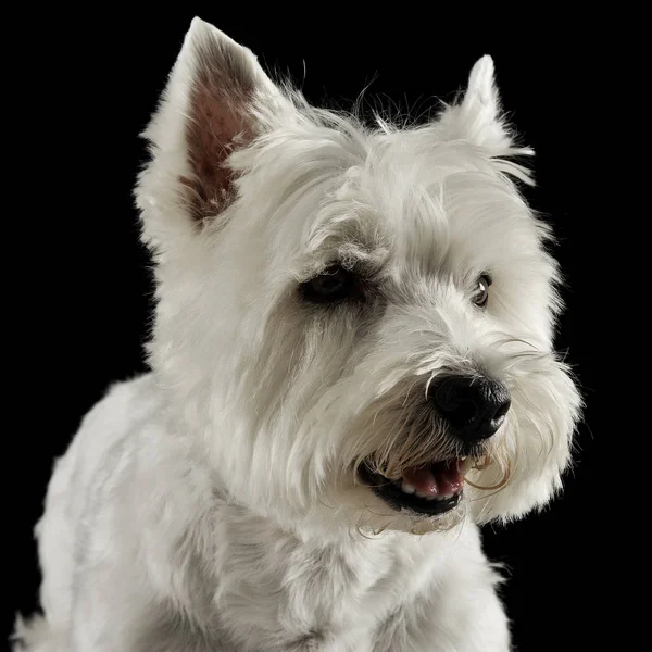 West Highland Retratos Terrier Blanco Estudio —  Fotos de Stock