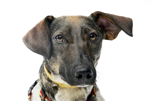 Portrait Adorable Mixed Breed Dog Studio Shot Isolated White — Stock Photo, Image