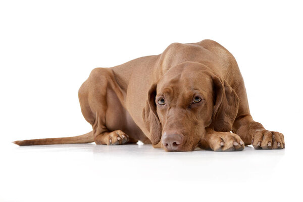 Studio shot of an adorable hungarian vizsla (magyar vizsla) lying on white background.