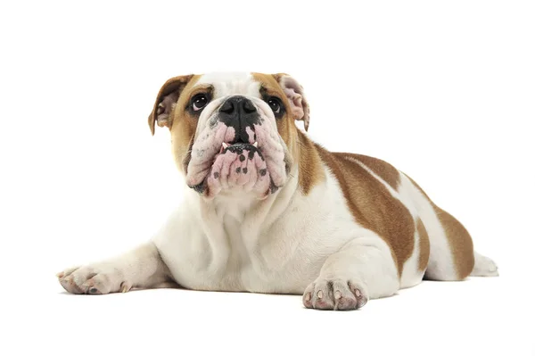 English Bulldog Lying Waching White Studio Floor — Stock Photo, Image