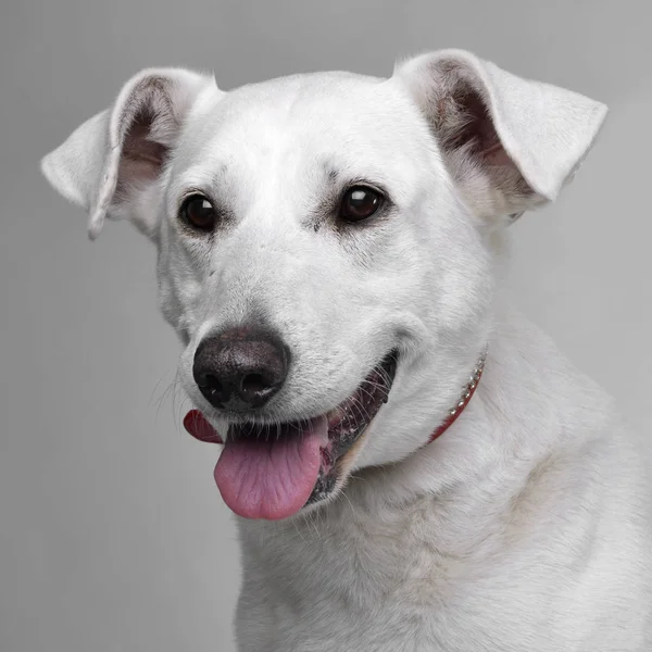 Bir Çok Güzel Karışık Doğurmak Köpek Atış Stüdyo Portresi Gri — Stok fotoğraf
