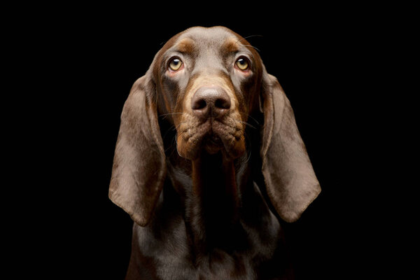 Portrait Adorable German Pointer Studio Shot Isolated Black — Stock Photo, Image