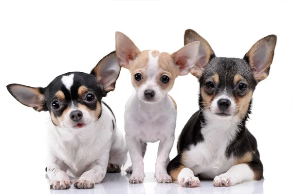 Estúdio Tiro Três Chihuahua Adorável Isolado Fundo Branco — Fotografia de Stock