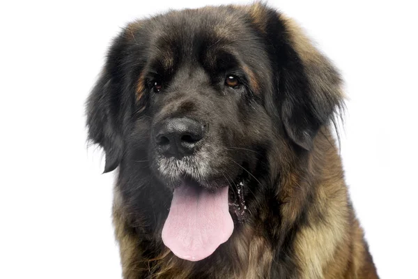 Leonberger Portret Met Witte Achtergrond Studio — Stockfoto