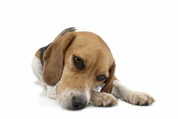 Estudio Adorable Beagle Tumbado Sobre Fondo Blanco — Foto de Stock