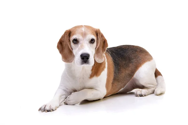 Studio Shot Adorable Beagle Lying White Background — Stock Photo, Image