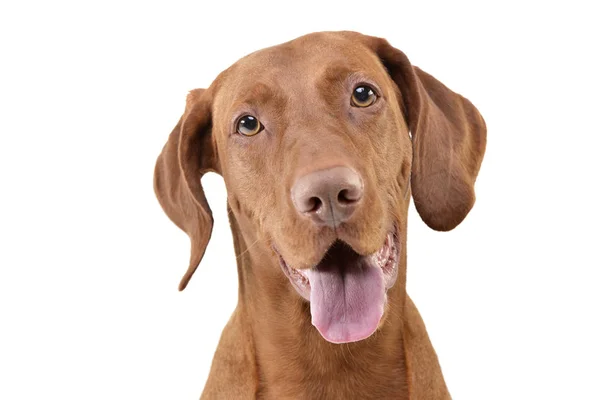 Retrato Vizsla Húngaro Adorável Magyar Vizsla Isolado Fundo Branco — Fotografia de Stock