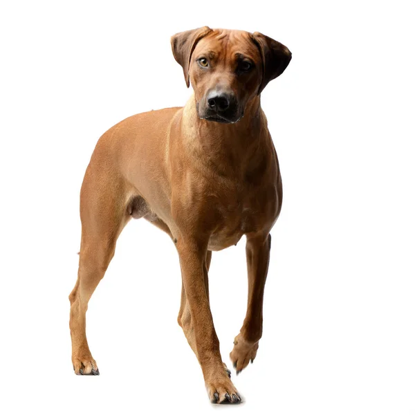 Strzał Studio Urocza Rhodesian Ridgeback Stojący Białym Tle — Zdjęcie stockowe