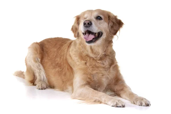 Studio Shot Adorable Mixed Breed Dog Lying White Background — Stock Photo, Image