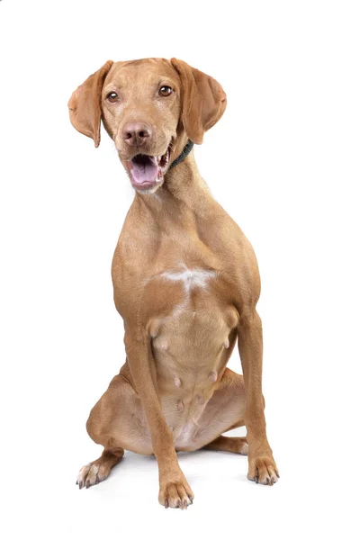 Estudio Una Adorable Vizsla Húngara Sentada Sobre Fondo Blanco — Foto de Stock