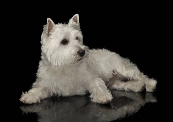 West Highland White Terrier Liggande Svart Glänsande Studio Golv — Stockfoto