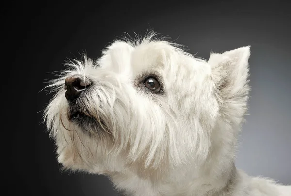 Oeste Planalto Branco Terrier Retratos Estúdio — Fotografia de Stock