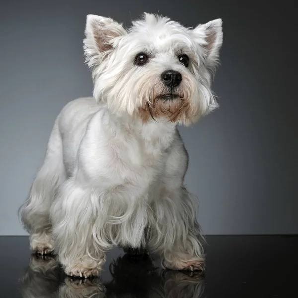 West Highland White Terrier Bleibt Auf Dem Studiotisch — Stockfoto